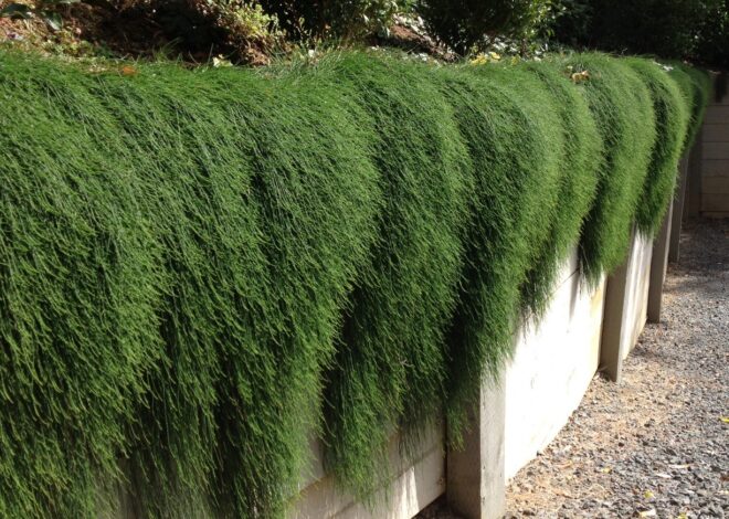 The GardenGreen Way Mastering the Art of ‘Cousin It’ Plant Care