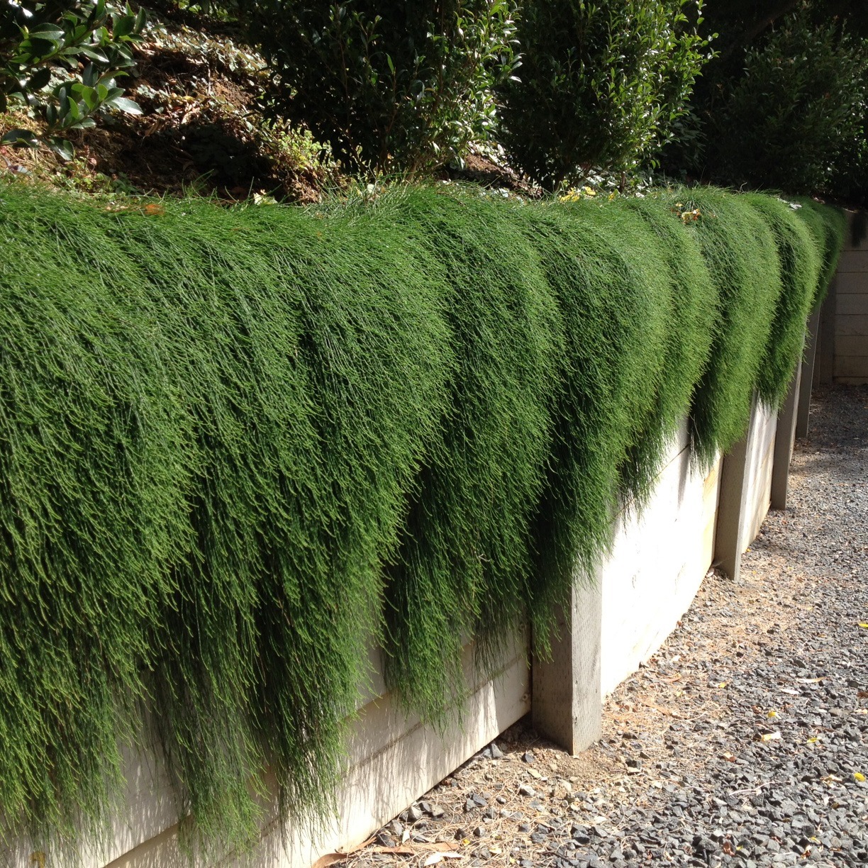 The GardenGreen Way Mastering the Art of ‘Cousin It’ Plant Care